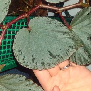 Begonia Silver Suede